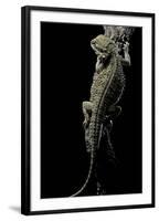 Pogona Brevis (Bearded Dragon)-Paul Starosta-Framed Photographic Print