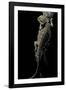 Pogona Brevis (Bearded Dragon)-Paul Starosta-Framed Photographic Print