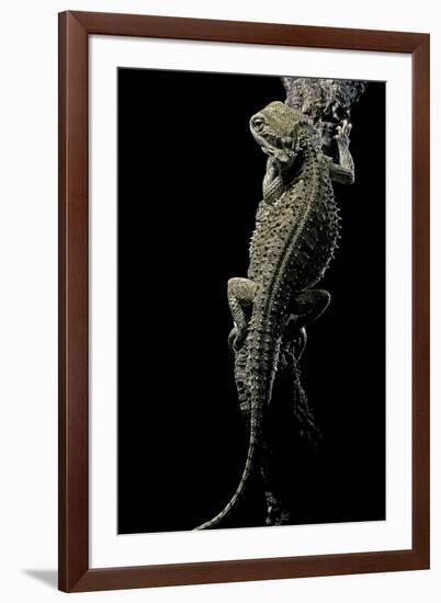 Pogona Brevis (Bearded Dragon)-Paul Starosta-Framed Photographic Print