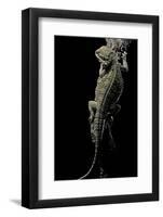 Pogona Brevis (Bearded Dragon)-Paul Starosta-Framed Photographic Print