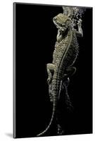 Pogona Brevis (Bearded Dragon)-Paul Starosta-Mounted Photographic Print