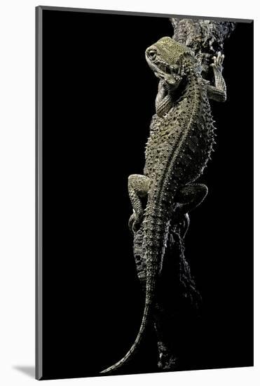 Pogona Brevis (Bearded Dragon)-Paul Starosta-Mounted Photographic Print