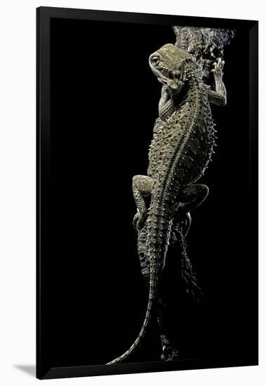 Pogona Brevis (Bearded Dragon)-Paul Starosta-Framed Photographic Print