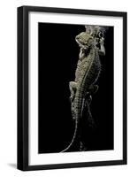 Pogona Brevis (Bearded Dragon)-Paul Starosta-Framed Photographic Print