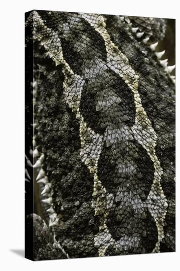 Pogona Vitticeps (Bearded Dragon) - Scales-Paul Starosta-Stretched Canvas