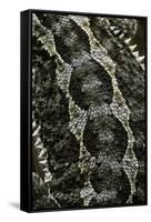 Pogona Vitticeps (Bearded Dragon) - Scales-Paul Starosta-Framed Stretched Canvas