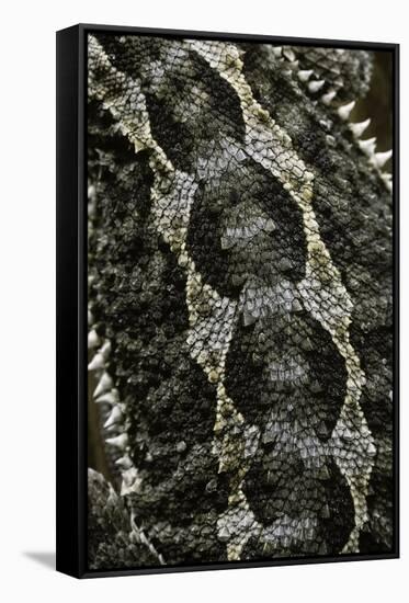 Pogona Vitticeps (Bearded Dragon) - Scales-Paul Starosta-Framed Stretched Canvas