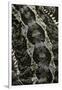 Pogona Vitticeps (Bearded Dragon) - Scales-Paul Starosta-Framed Premium Photographic Print