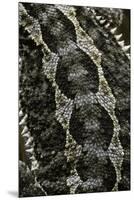 Pogona Vitticeps (Bearded Dragon) - Scales-Paul Starosta-Mounted Premium Photographic Print