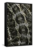 Pogona Vitticeps (Bearded Dragon) - Scales-Paul Starosta-Framed Stretched Canvas