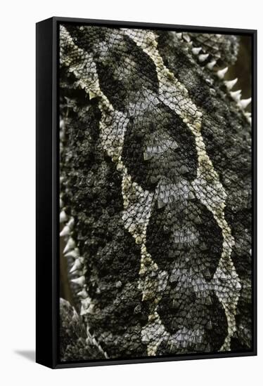 Pogona Vitticeps (Bearded Dragon) - Scales-Paul Starosta-Framed Stretched Canvas