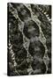 Pogona Vitticeps (Bearded Dragon) - Scales-Paul Starosta-Stretched Canvas