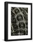 Pogona Vitticeps (Bearded Dragon) - Scales-Paul Starosta-Framed Photographic Print