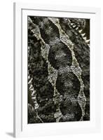 Pogona Vitticeps (Bearded Dragon) - Scales-Paul Starosta-Framed Photographic Print