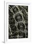 Pogona Vitticeps (Bearded Dragon) - Scales-Paul Starosta-Framed Photographic Print