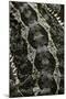 Pogona Vitticeps (Bearded Dragon) - Scales-Paul Starosta-Mounted Photographic Print