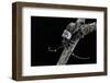 Pogonocherus Hispidulus (Flat-Faced Longhorns Beetle)-Paul Starosta-Framed Photographic Print