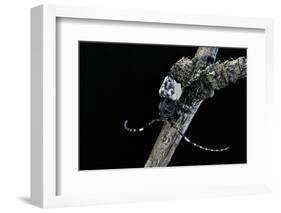 Pogonocherus Hispidulus (Flat-Faced Longhorns Beetle)-Paul Starosta-Framed Photographic Print