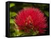 Pohutukawa Flower, Dunedin, South Island, New Zealand-David Wall-Framed Stretched Canvas