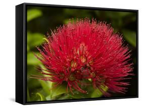 Pohutukawa Flower, Dunedin, South Island, New Zealand-David Wall-Framed Stretched Canvas