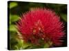 Pohutukawa Flower, Dunedin, South Island, New Zealand-David Wall-Stretched Canvas