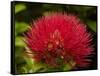 Pohutukawa Flower, Dunedin, South Island, New Zealand-David Wall-Framed Stretched Canvas