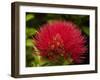 Pohutukawa Flower, Dunedin, South Island, New Zealand-David Wall-Framed Premium Photographic Print