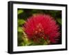 Pohutukawa Flower, Dunedin, South Island, New Zealand-David Wall-Framed Premium Photographic Print