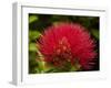 Pohutukawa Flower, Dunedin, South Island, New Zealand-David Wall-Framed Premium Photographic Print