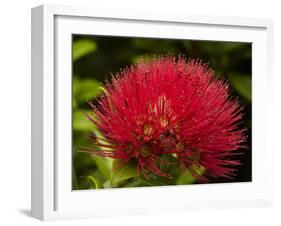 Pohutukawa Flower, Dunedin, South Island, New Zealand-David Wall-Framed Premium Photographic Print