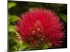 Pohutukawa Flower, Dunedin, South Island, New Zealand-David Wall-Mounted Premium Photographic Print