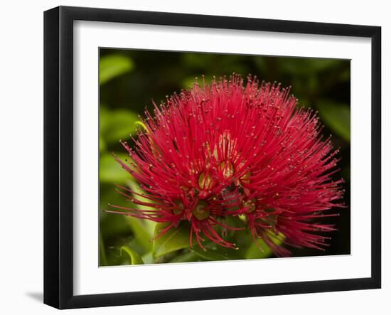 Pohutukawa Flower, Dunedin, South Island, New Zealand-David Wall-Framed Photographic Print