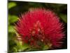 Pohutukawa Flower, Dunedin, South Island, New Zealand-David Wall-Mounted Photographic Print