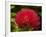 Pohutukawa Flower, Dunedin, South Island, New Zealand-David Wall-Framed Photographic Print