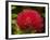 Pohutukawa Flower, Dunedin, South Island, New Zealand-David Wall-Framed Photographic Print