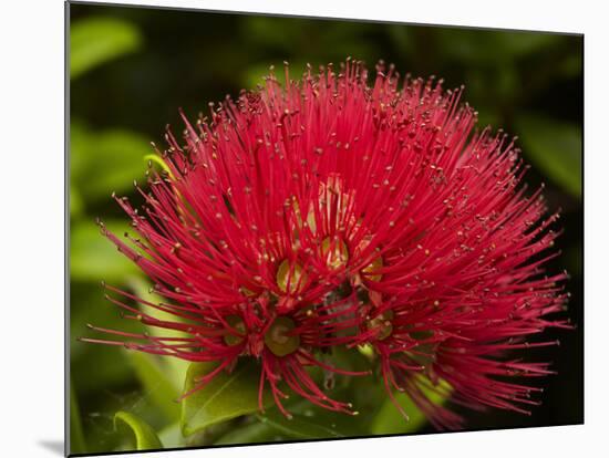 Pohutukawa Flower, Dunedin, South Island, New Zealand-David Wall-Mounted Photographic Print