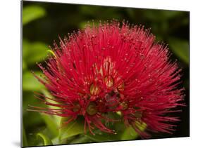 Pohutukawa Flower, Dunedin, South Island, New Zealand-David Wall-Mounted Photographic Print