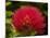 Pohutukawa Flower, Dunedin, South Island, New Zealand-David Wall-Mounted Photographic Print