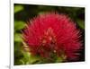 Pohutukawa Flower, Dunedin, South Island, New Zealand-David Wall-Framed Photographic Print