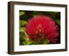 Pohutukawa Flower, Dunedin, South Island, New Zealand-David Wall-Framed Photographic Print