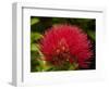 Pohutukawa Flower, Dunedin, South Island, New Zealand-David Wall-Framed Photographic Print