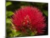 Pohutukawa Flower, Dunedin, South Island, New Zealand-David Wall-Mounted Photographic Print