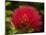 Pohutukawa Flower, Dunedin, South Island, New Zealand-David Wall-Mounted Photographic Print