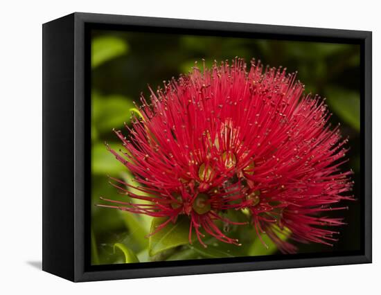 Pohutukawa Flower, Dunedin, South Island, New Zealand-David Wall-Framed Stretched Canvas