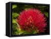 Pohutukawa Flower, Dunedin, South Island, New Zealand-David Wall-Framed Stretched Canvas