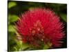 Pohutukawa Flower, Dunedin, South Island, New Zealand-David Wall-Stretched Canvas