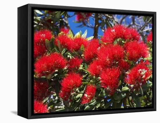 Pohutukawa Flowers, New Zealand-David Wall-Framed Stretched Canvas