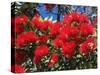 Pohutukawa Flowers, New Zealand-David Wall-Stretched Canvas