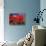 Pohutukawa Flowers, New Zealand-David Wall-Stretched Canvas displayed on a wall