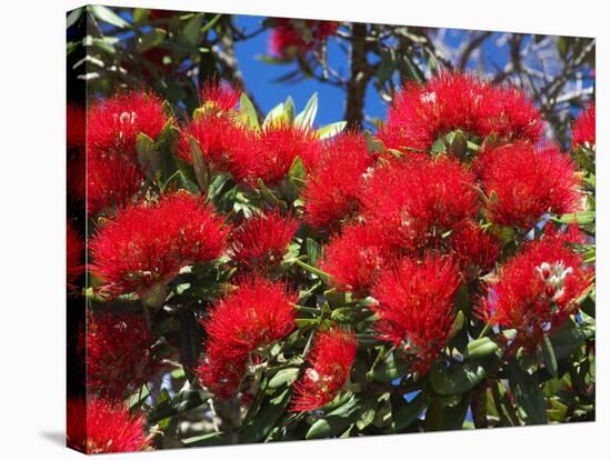 Pohutukawa Flowers, New Zealand-David Wall-Stretched Canvas